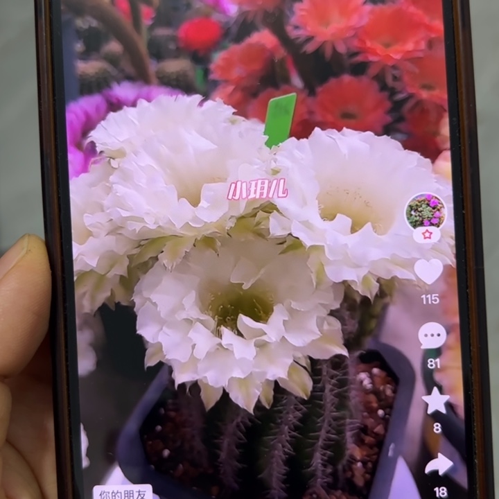 仙人球侧芽歪cc215歪