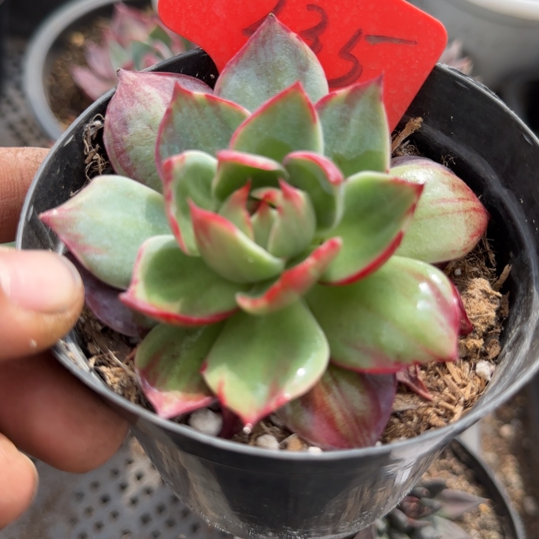 235 惊鸿一物一拍包装收缩花旱