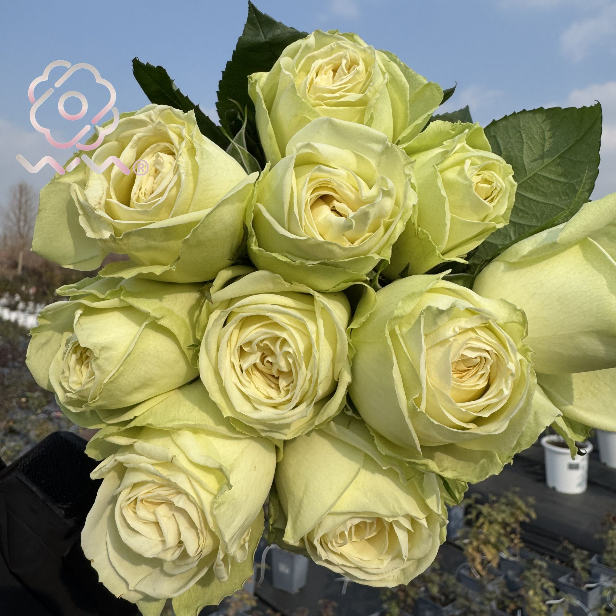 老磨盘【南枝】月季