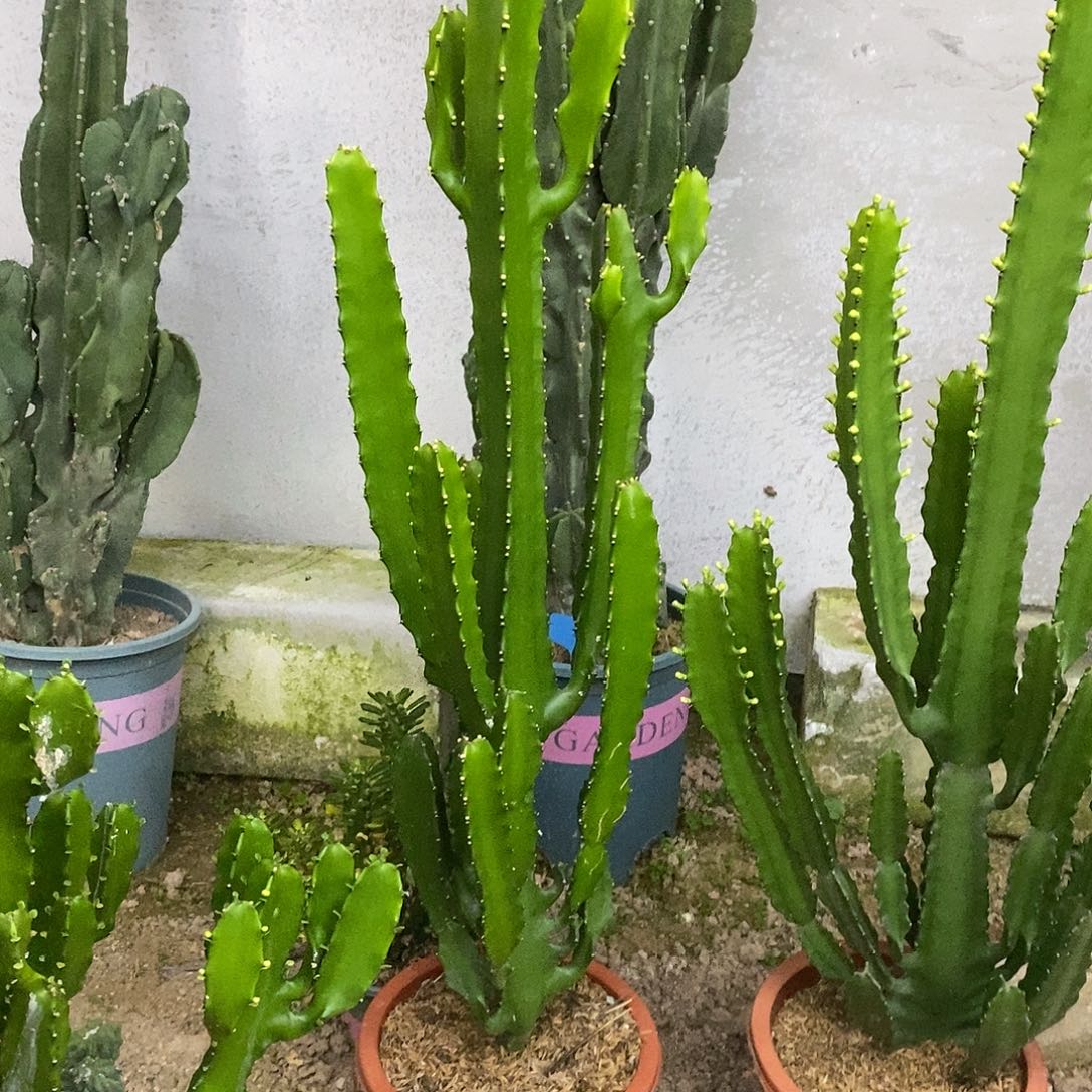 三角大戟一物一拍