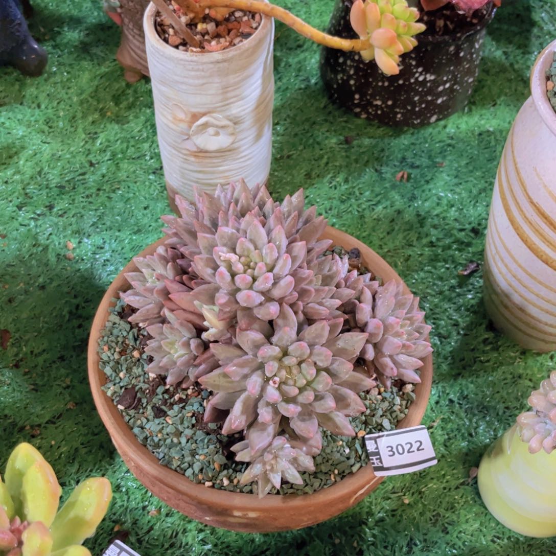 水晶球多肉植物3022