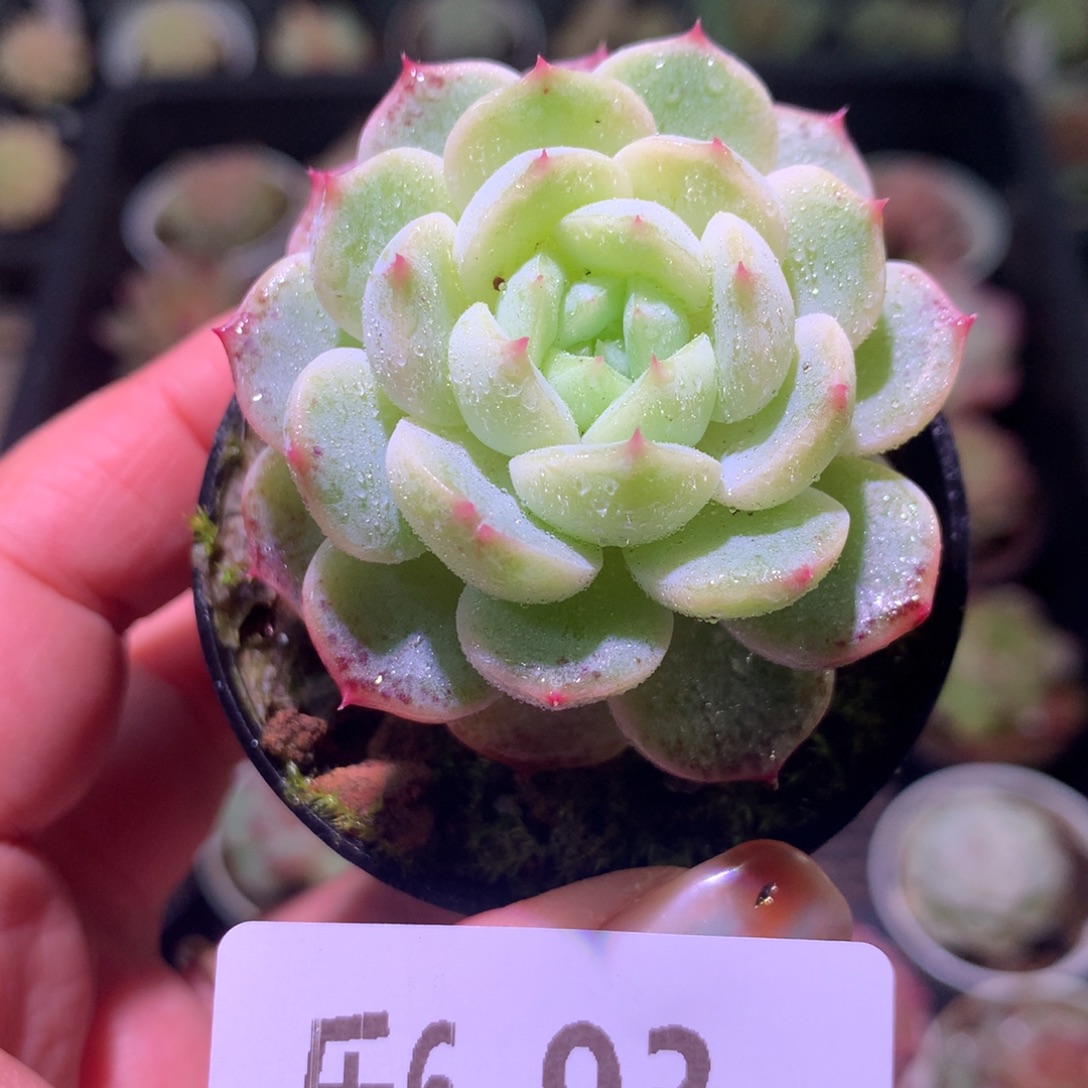 乐然 6-93 单头新品