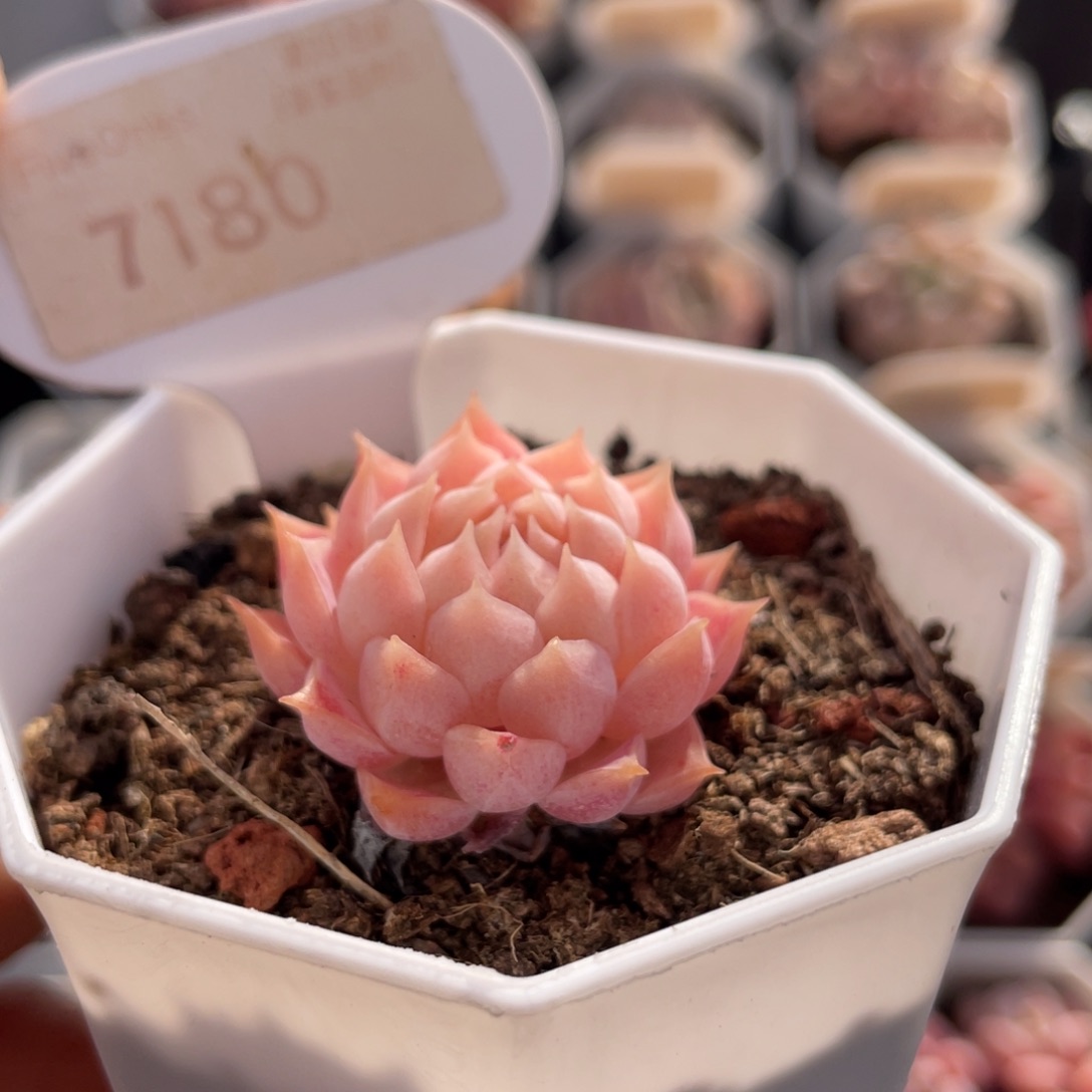 朱砂痣7180-3.0厘米