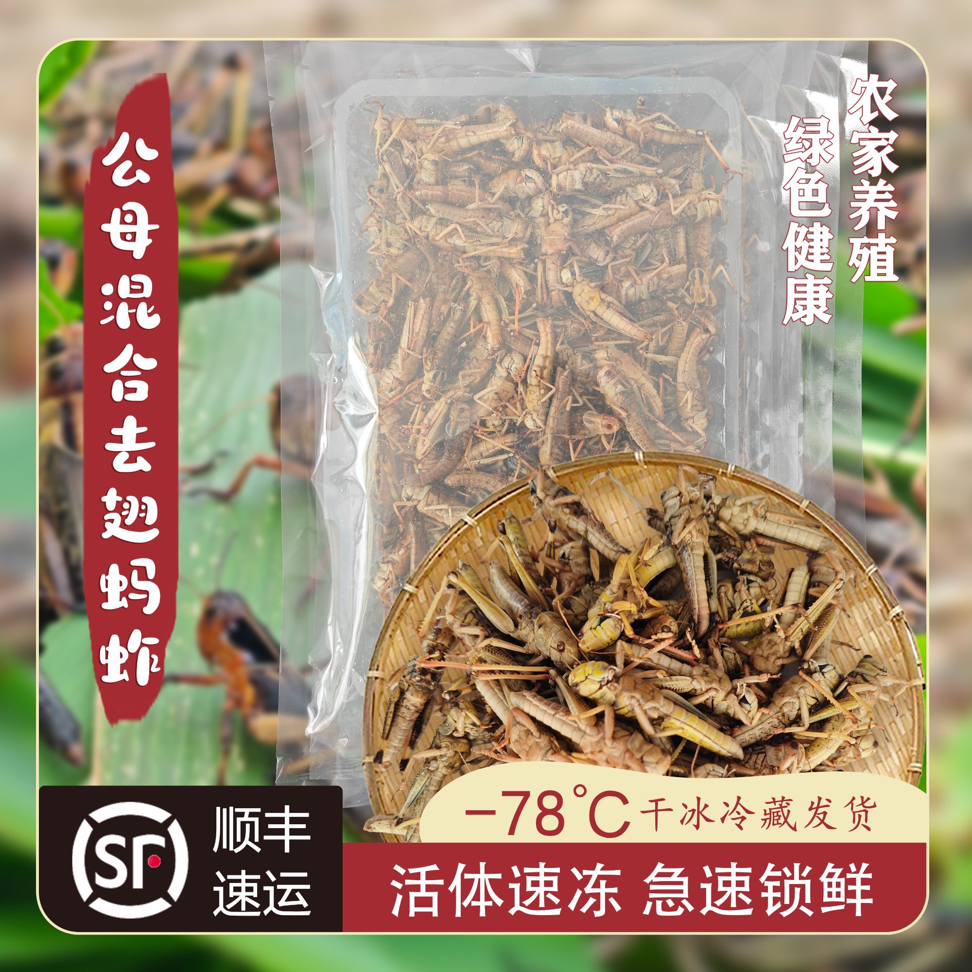 【三只蚂蚱】2斤纯母加1斤纯公生鲜速冻蚂蚱