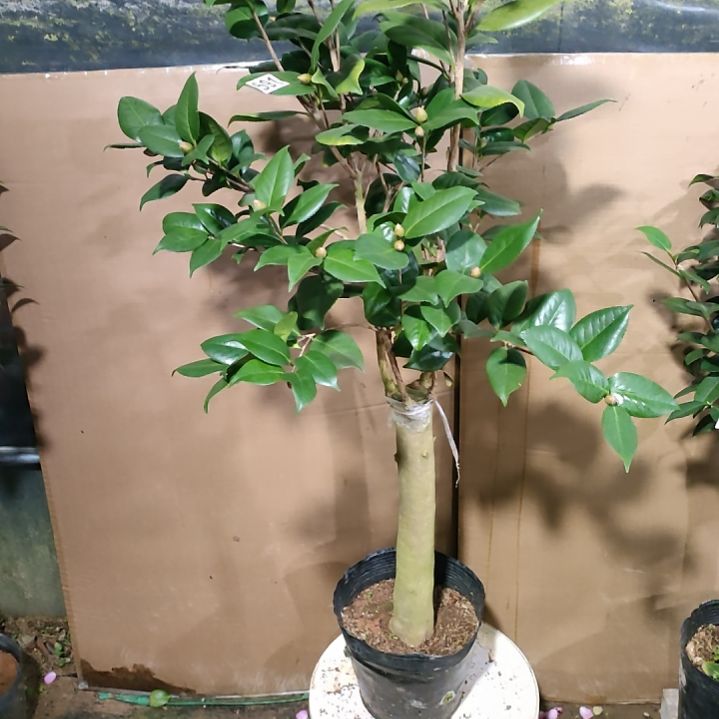 591黑贝，原盆原土发货，不包邮