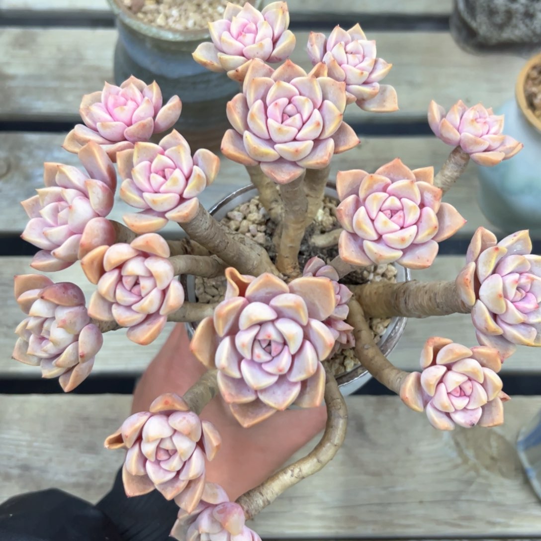 ?****?红粉佳人38 零零多肉植物