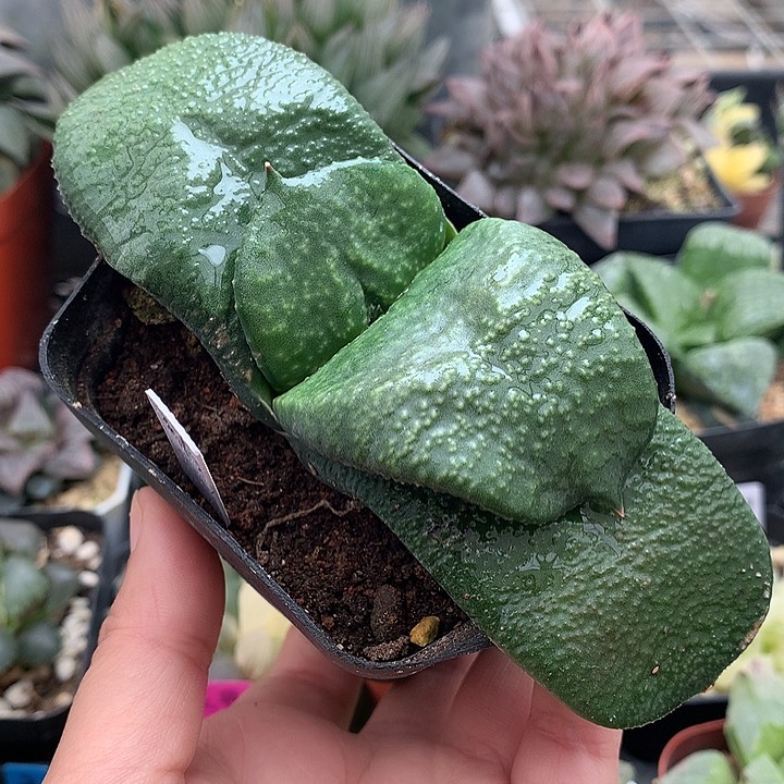 卧牛一物一拍带盆