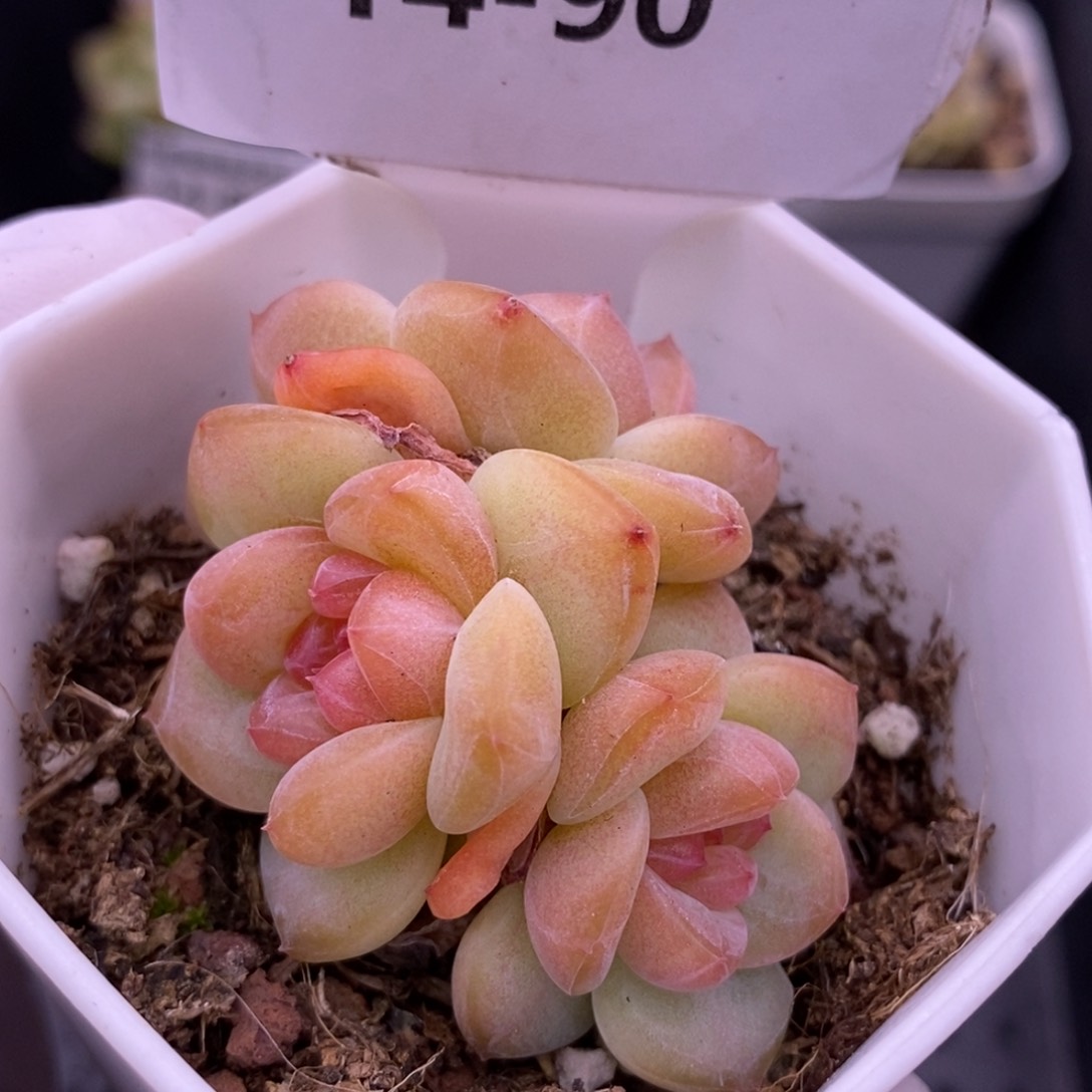 【闪购商品】14-90
