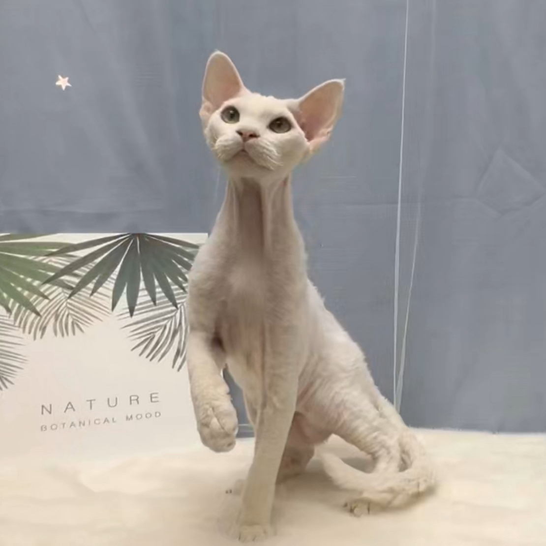 纯白德文卷毛猫弟弟现在真的很合适爆毛纯白德文公猫