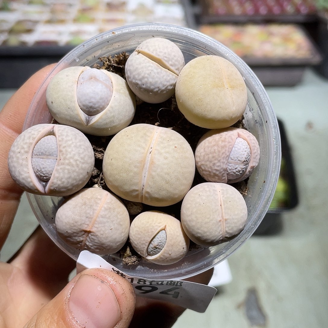 794当天凑满十八元包邮生石花