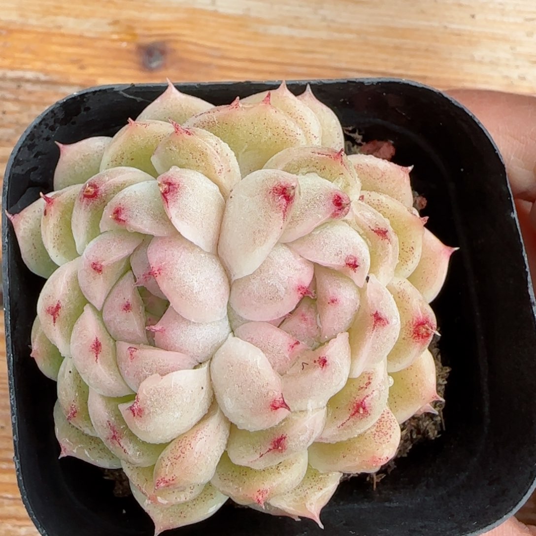 岁**好【闪购商品】0308-22包子