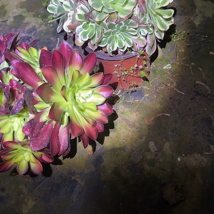 多肉法师植物链接18
