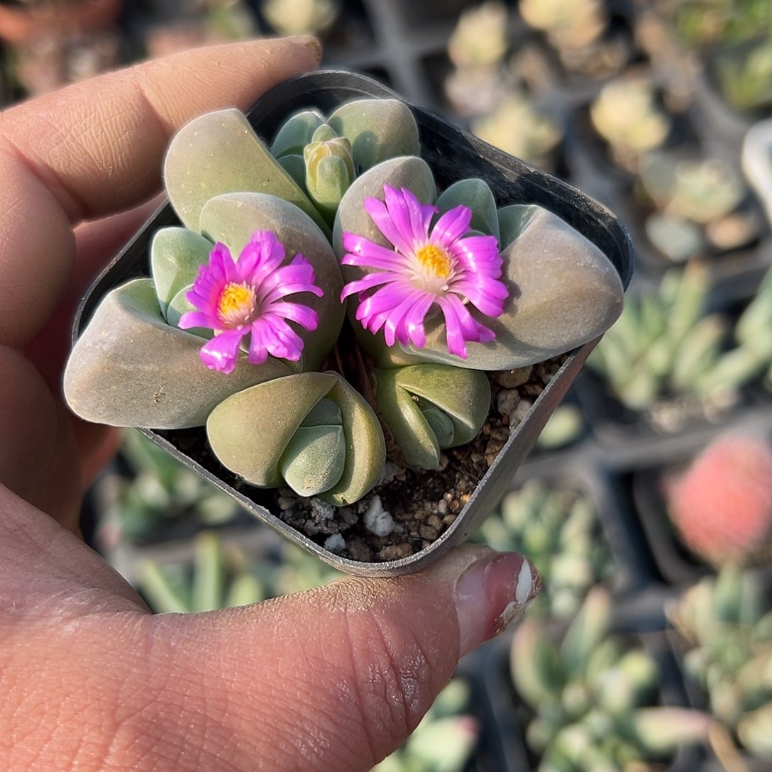 多肉植物多肉植物