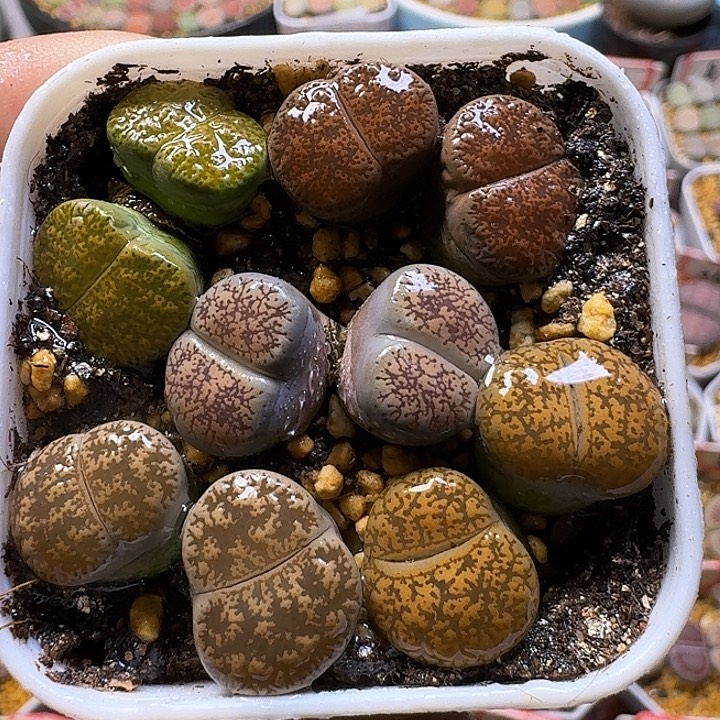 生石花1111111。   353