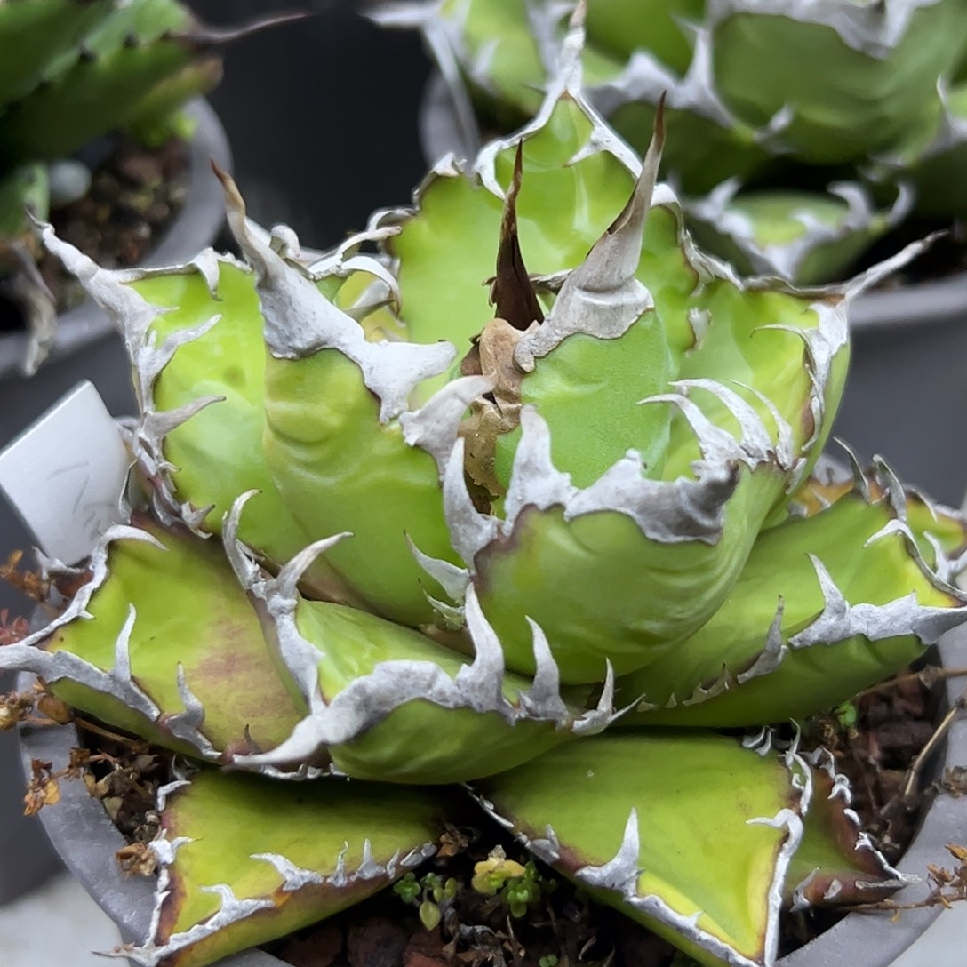 八爪鱼一物一拍偏远不包邮不退不换