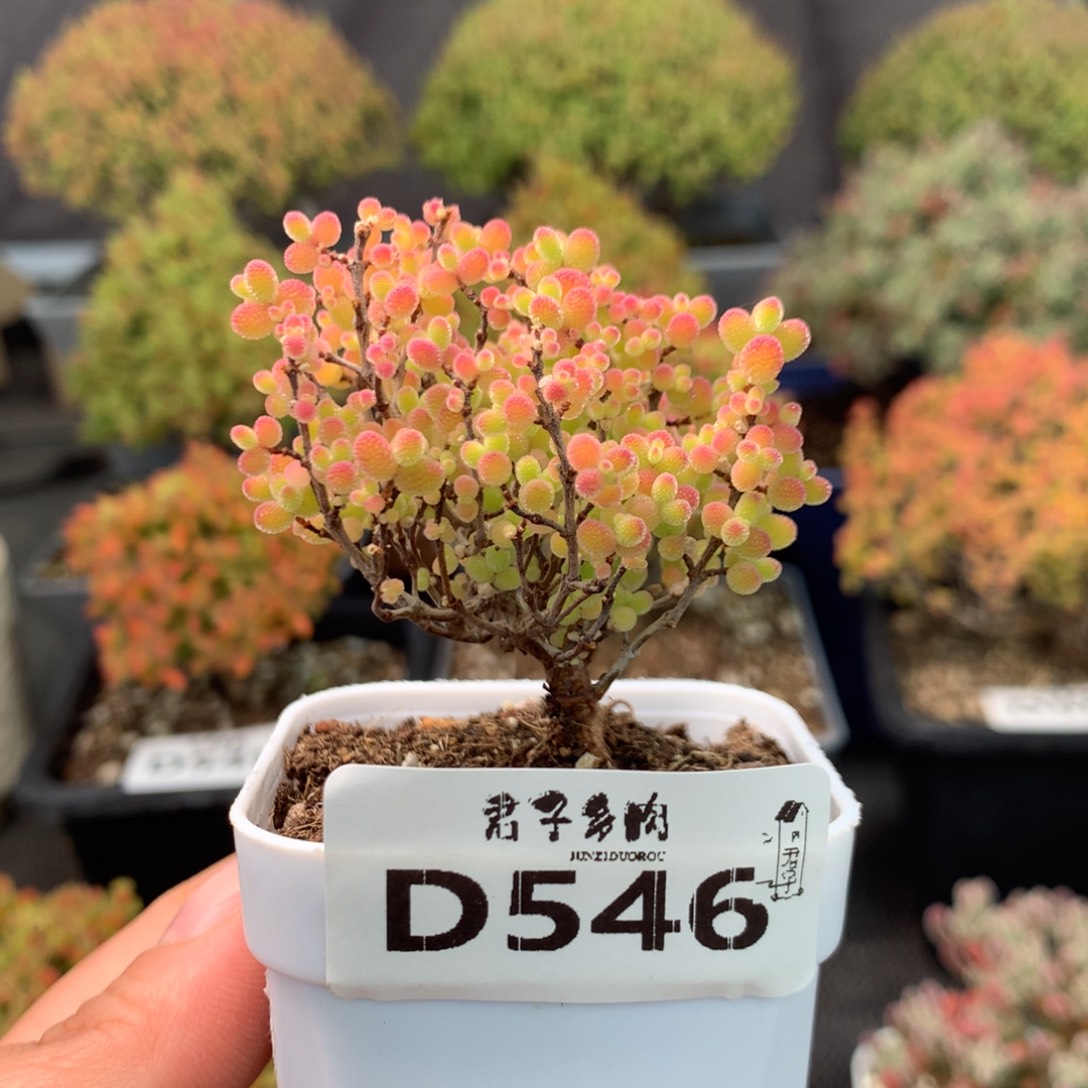 546蜜橘糖球            