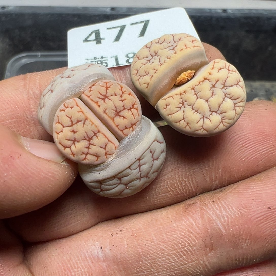 【闪购商品】F**? 477。      