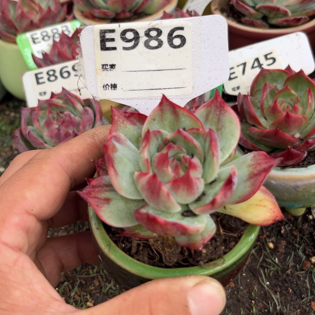 惊鸿一瞥986号多肉