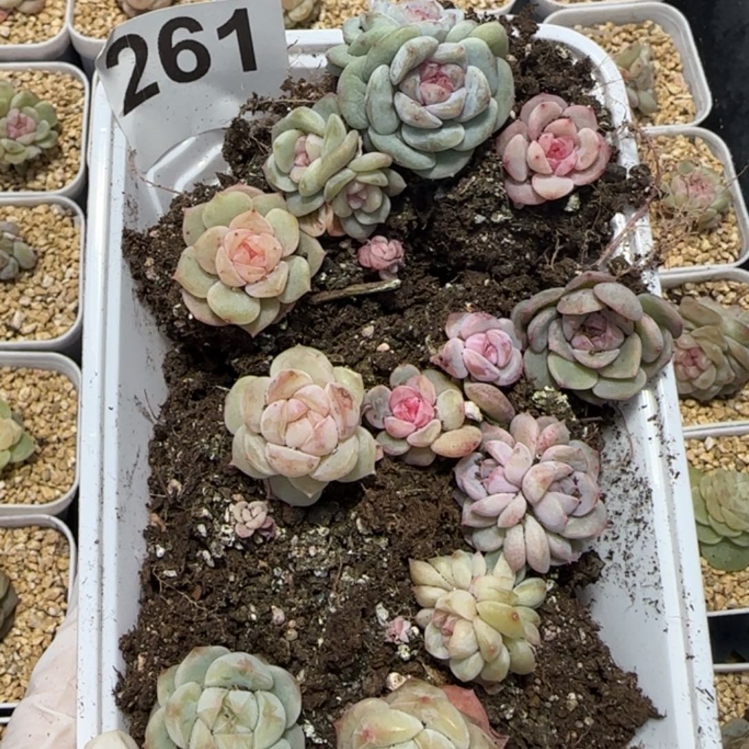 261 号王者系列多肉一盒