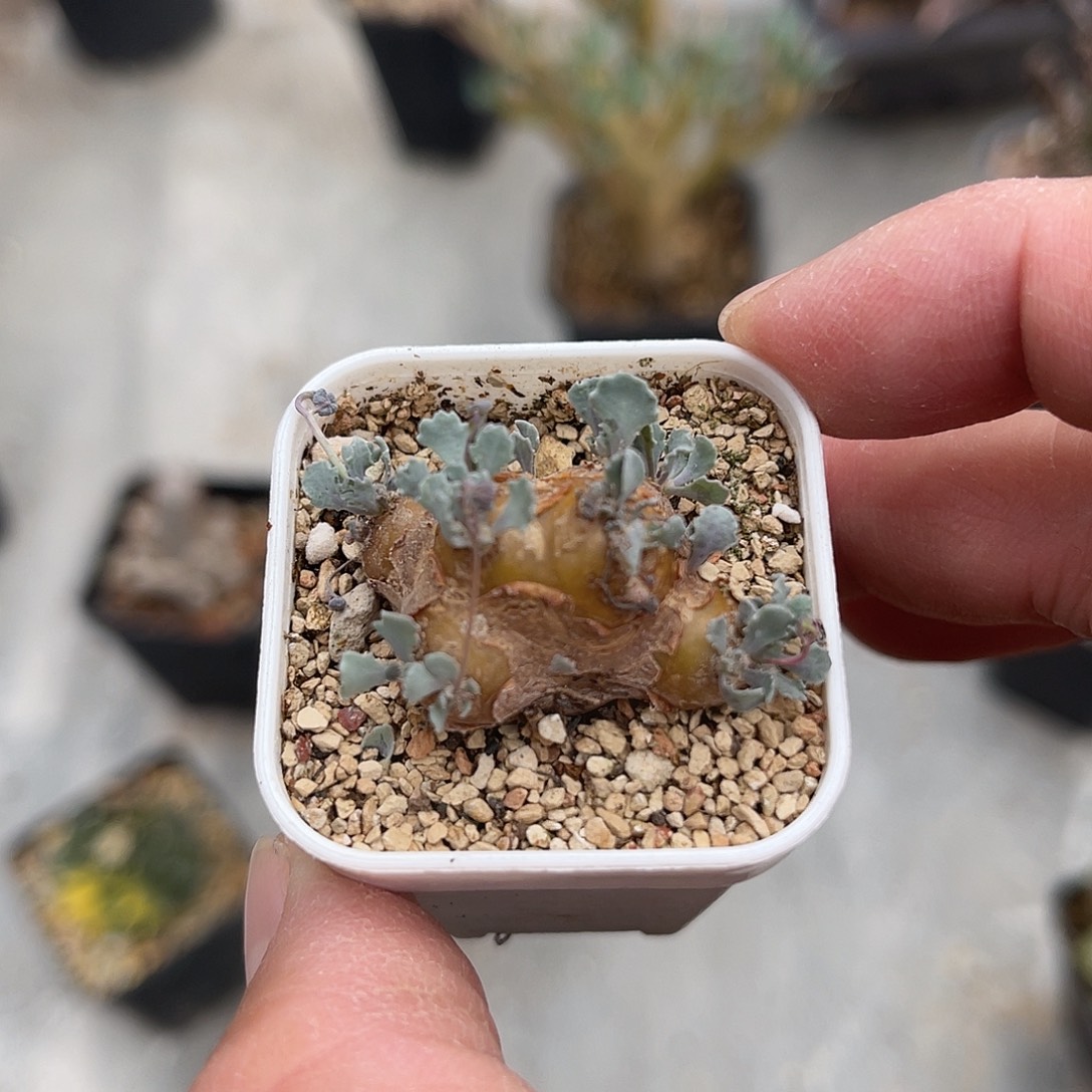 实生格加厚敦菊一物一拍