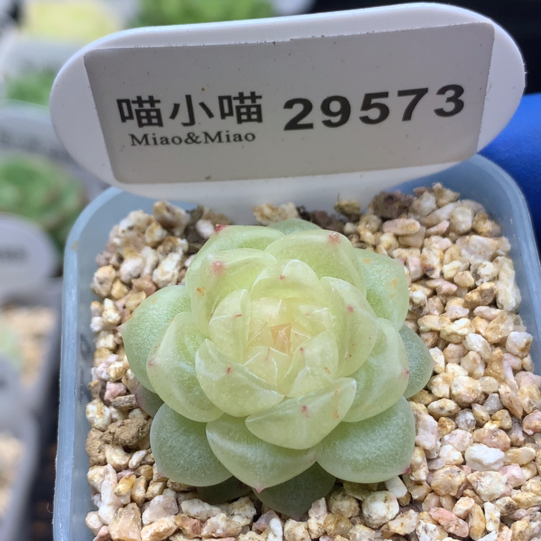 多肉植物杂交珍妮