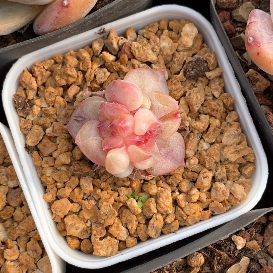 精品多肉一物一拍不包整112