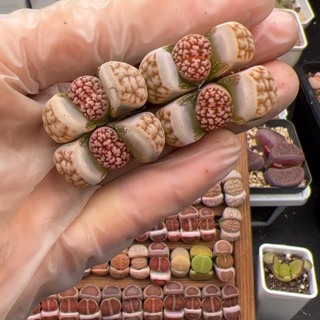 ?**莎0157脑花2个多肉植物