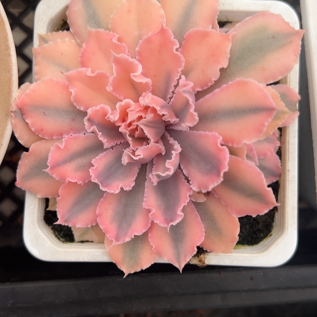 晚霞之舞锦带侧芽