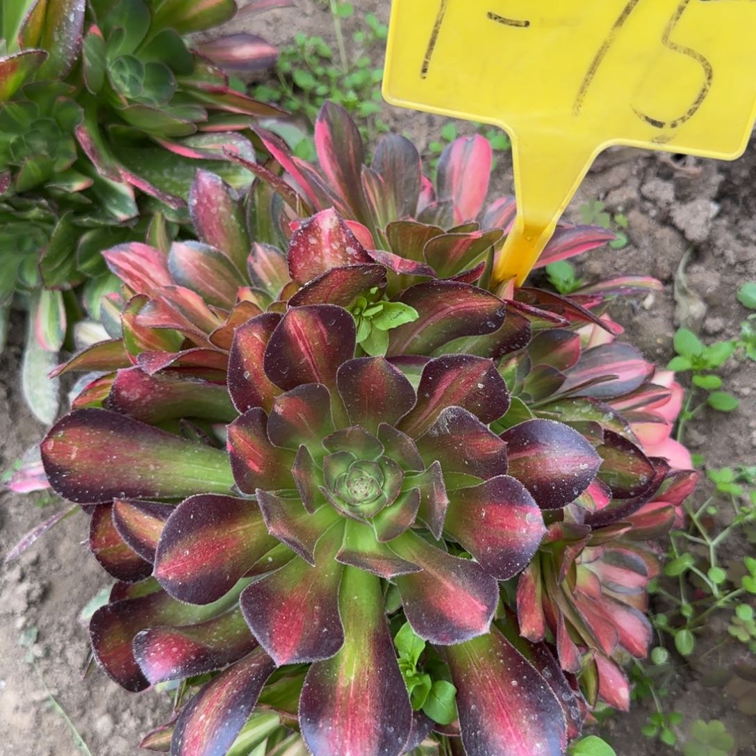 1-75--流星雨多头