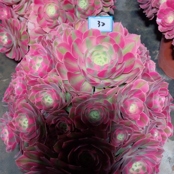 32老庄多肉法师女巫