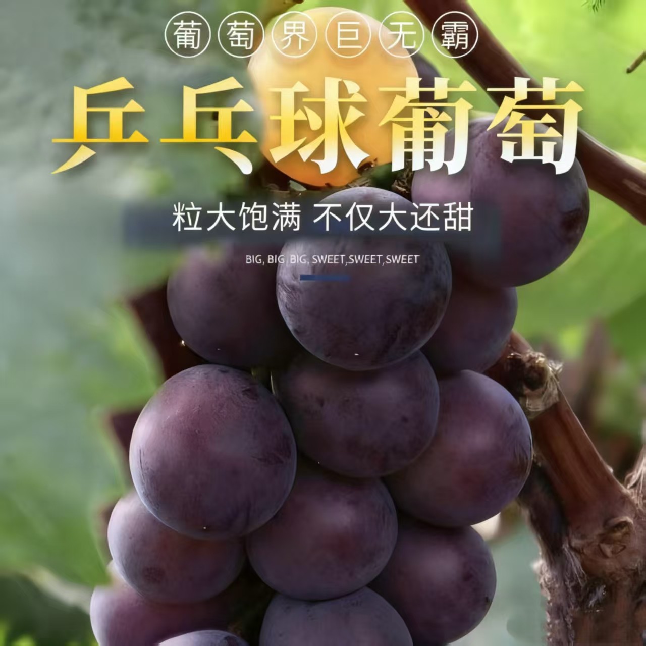 葡小竹藤稔乒乓球葡萄甄享新鲜高品质大果孕妇老人小孩多汁饱满