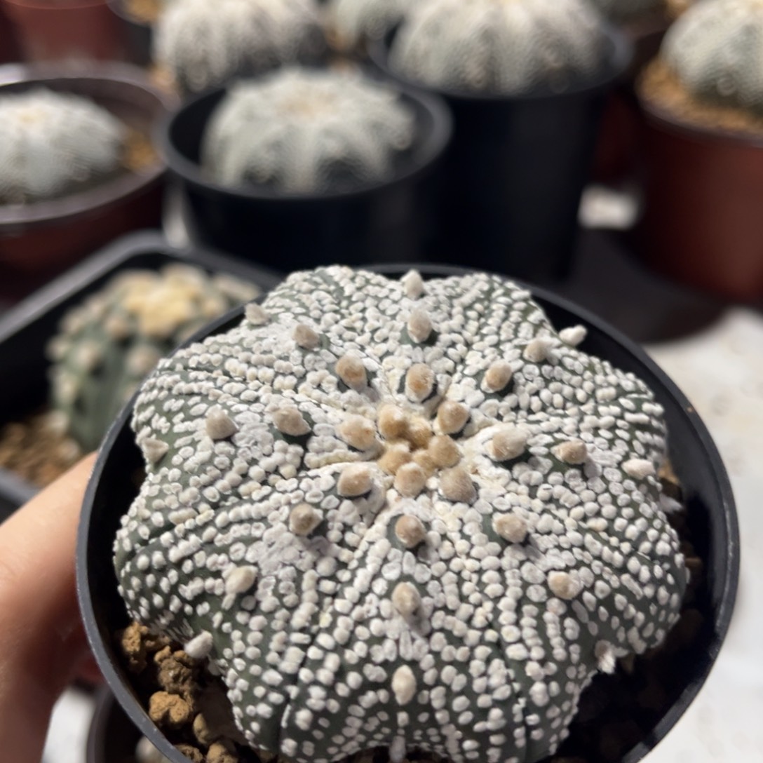 6.5公分奇迹兜球一物一拍