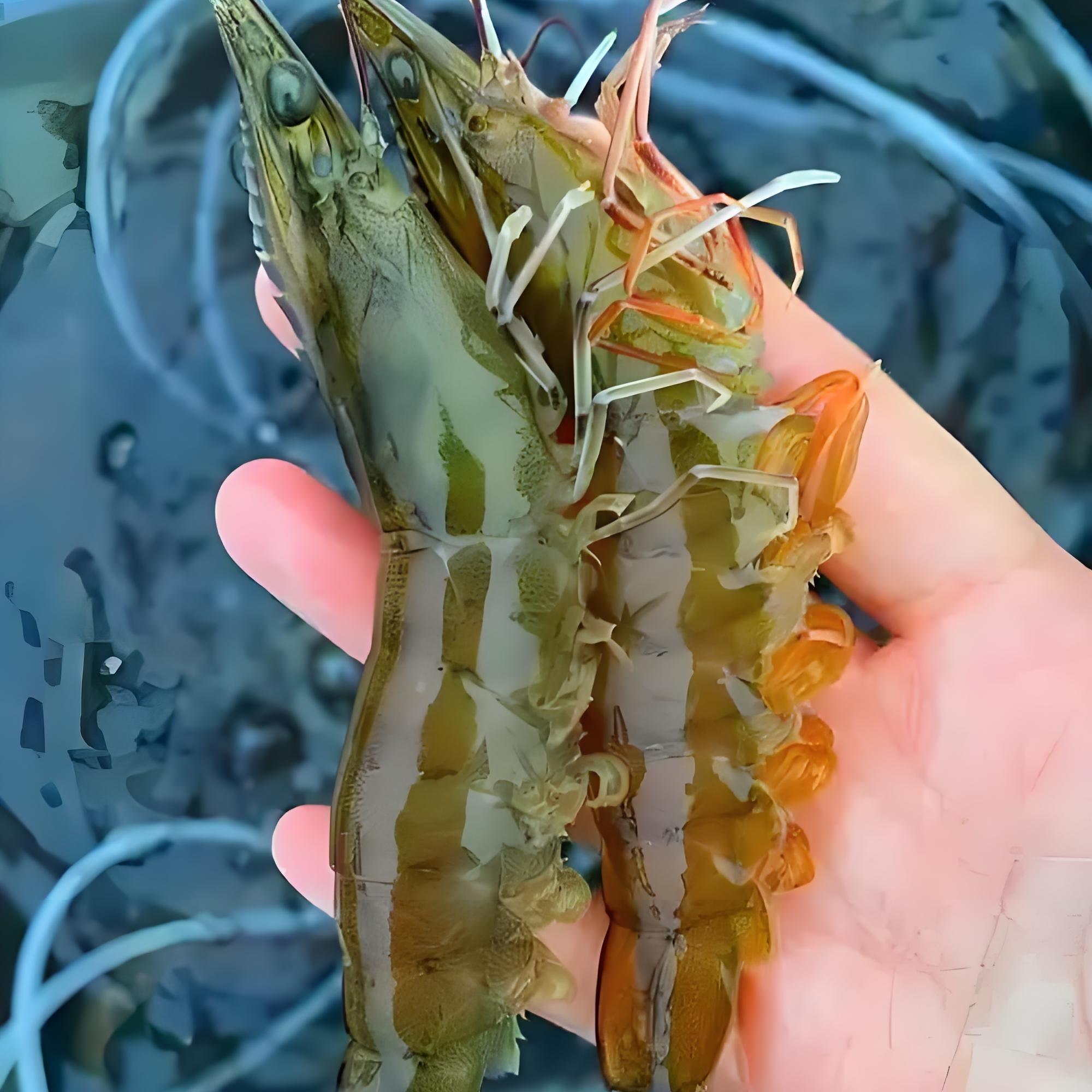 （港威海鲜）活虾1斤+虾爬子1斤+飞蟹1斤