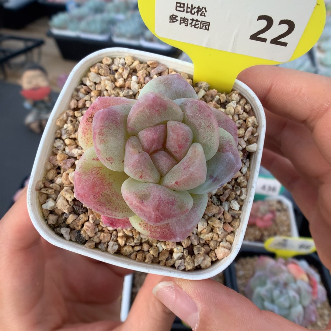 22冰玉石化多肉植物