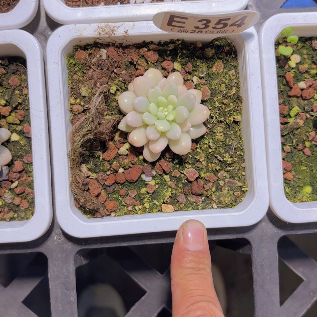 E354鱼子酱锦一物一拍