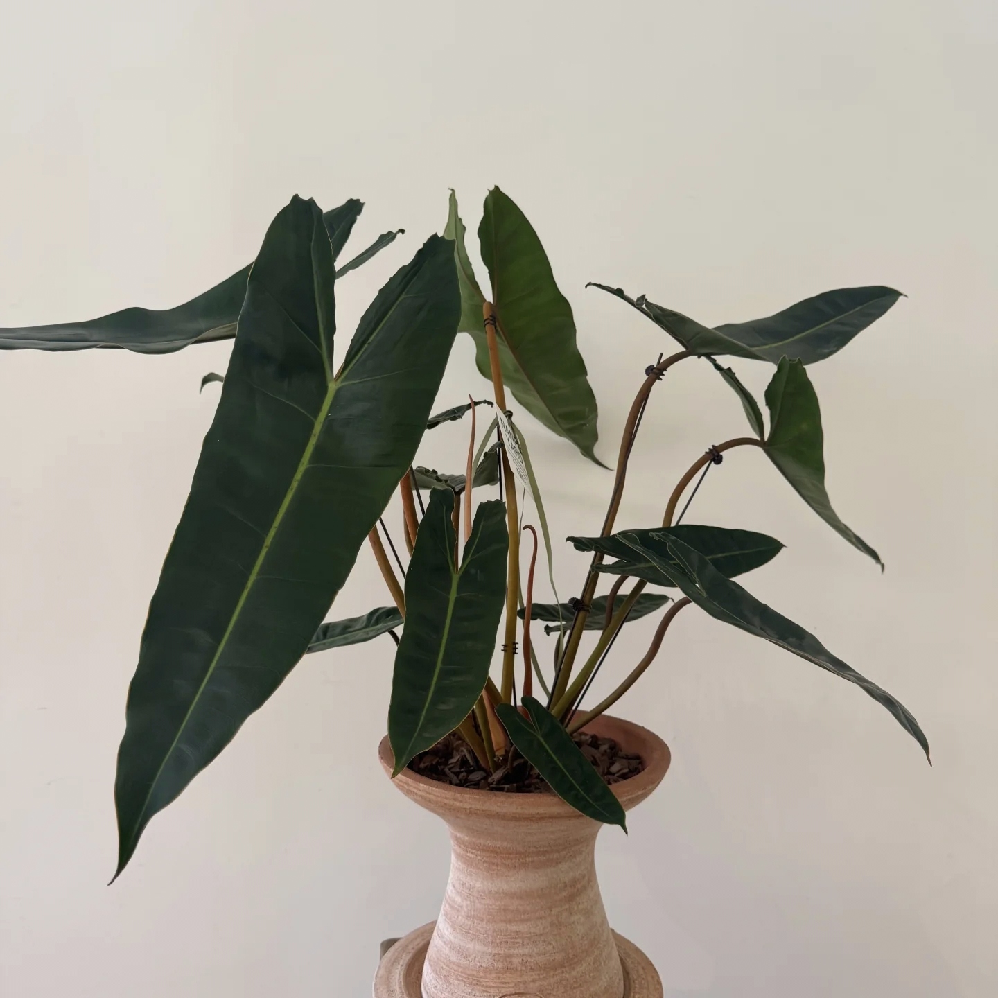 橙炳蔓绿绒北欧风盆栽园叶竹芋绿植室内花卉绿植办公室观叶植物