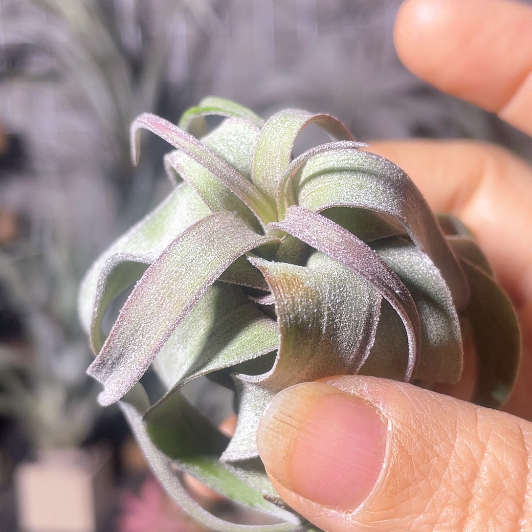 小电卷2号空气凤梨