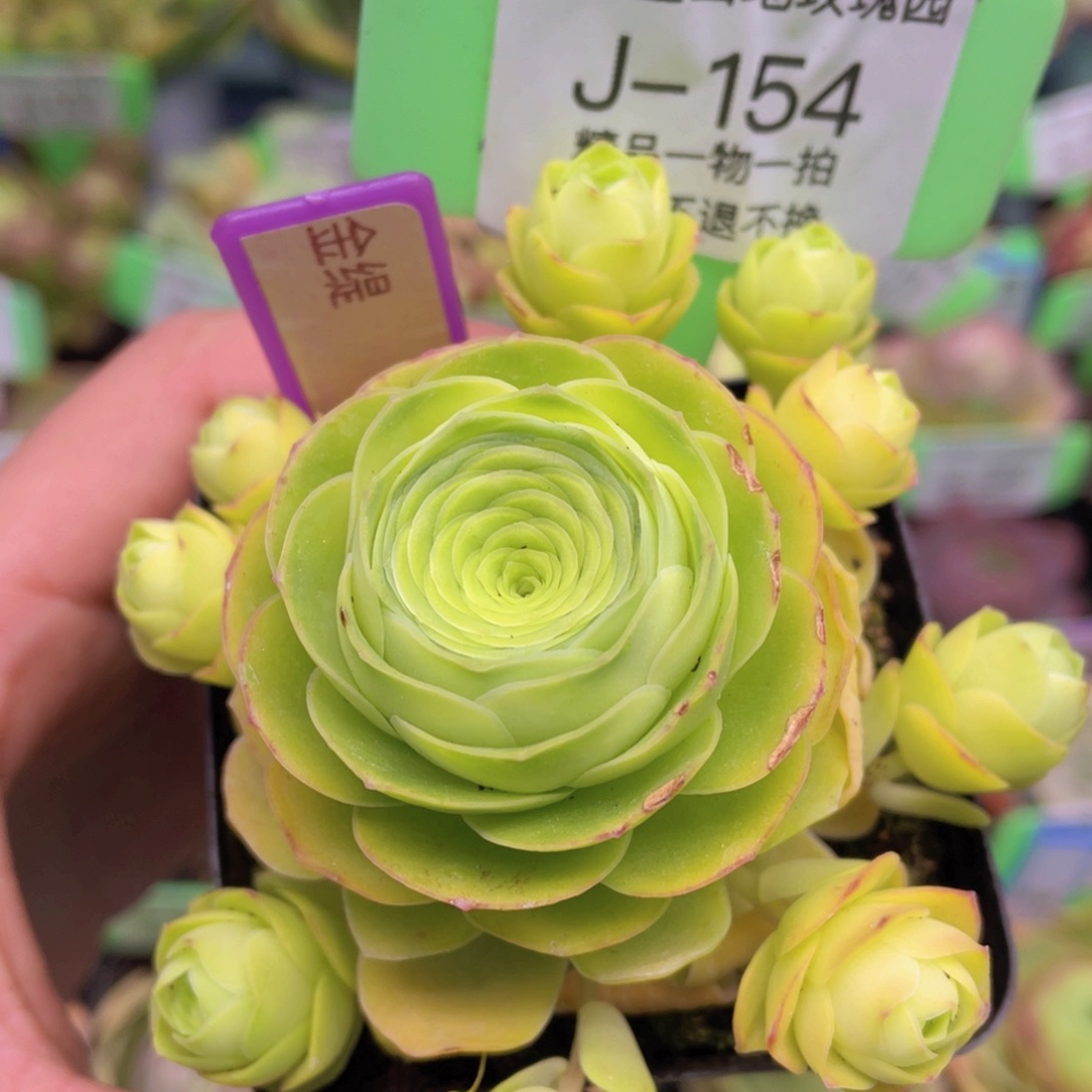 金缇玫瑰J154一物一拍