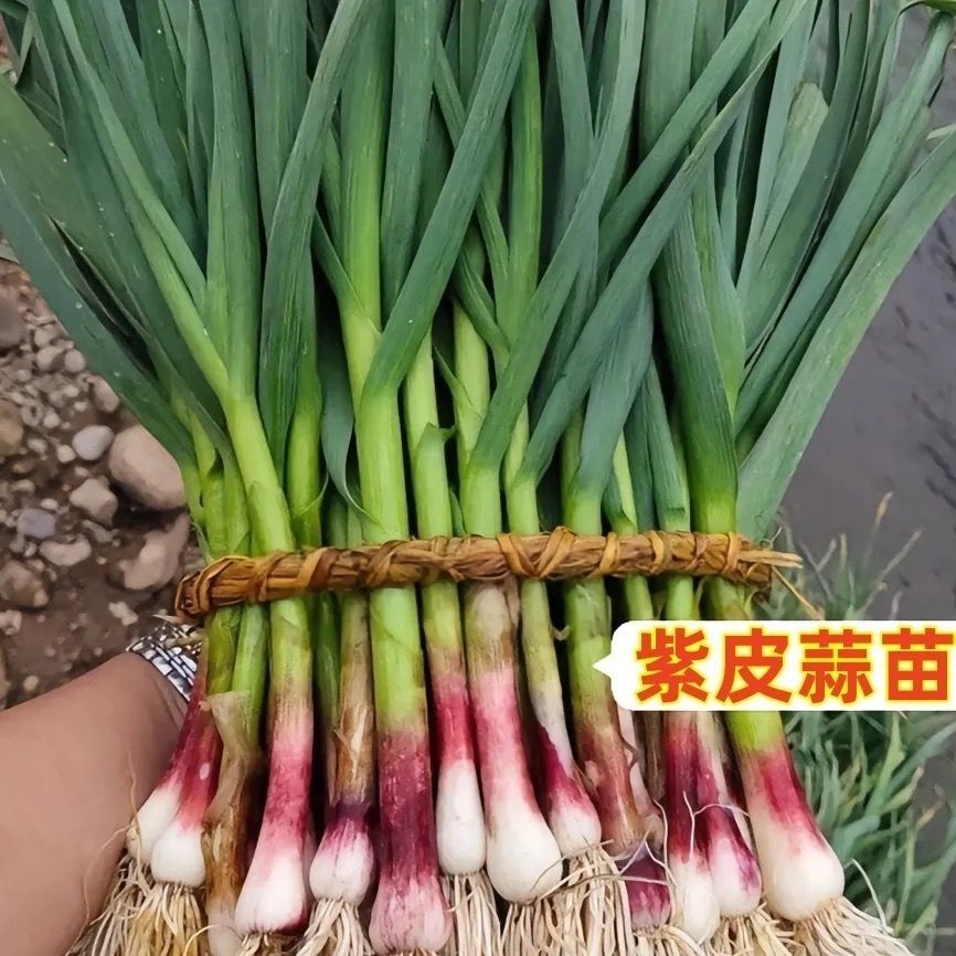新鲜现挖带泥红皮香蒜苗蔬菜