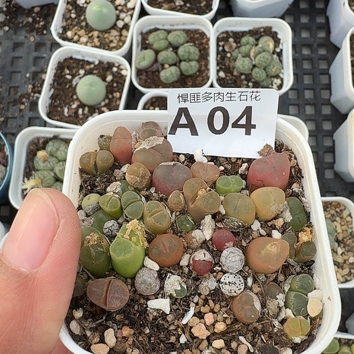 4多肉植物多肉植物