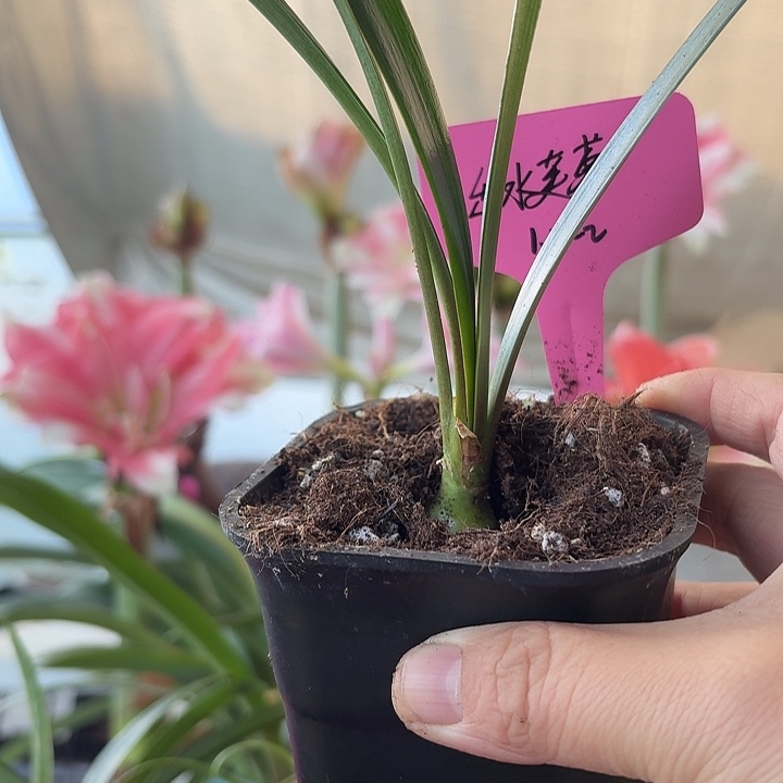 无花朵出水芙蓉1.5-2朱顶红