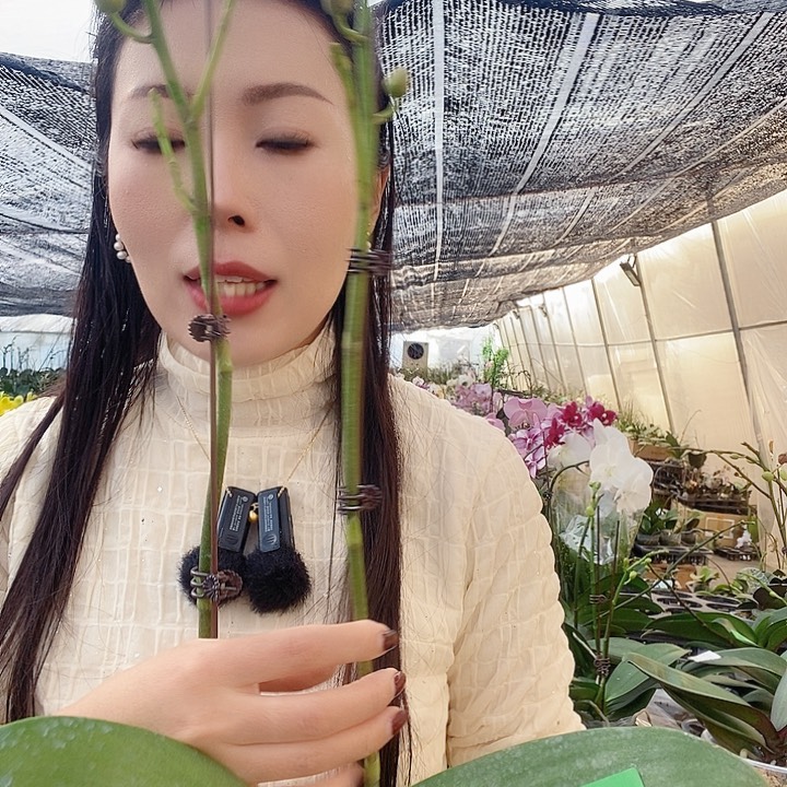 无花朵再见萤火虫