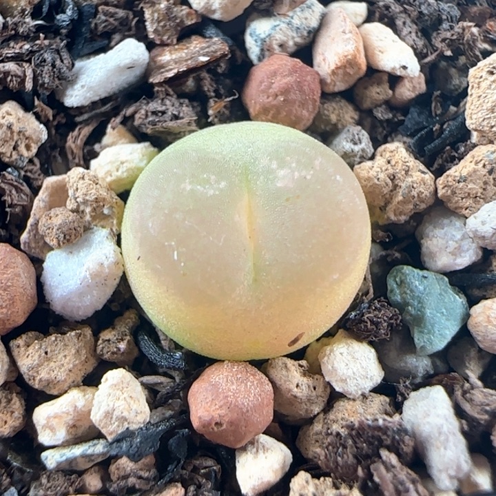 1520/尺寸0.9/紫皮拉登/