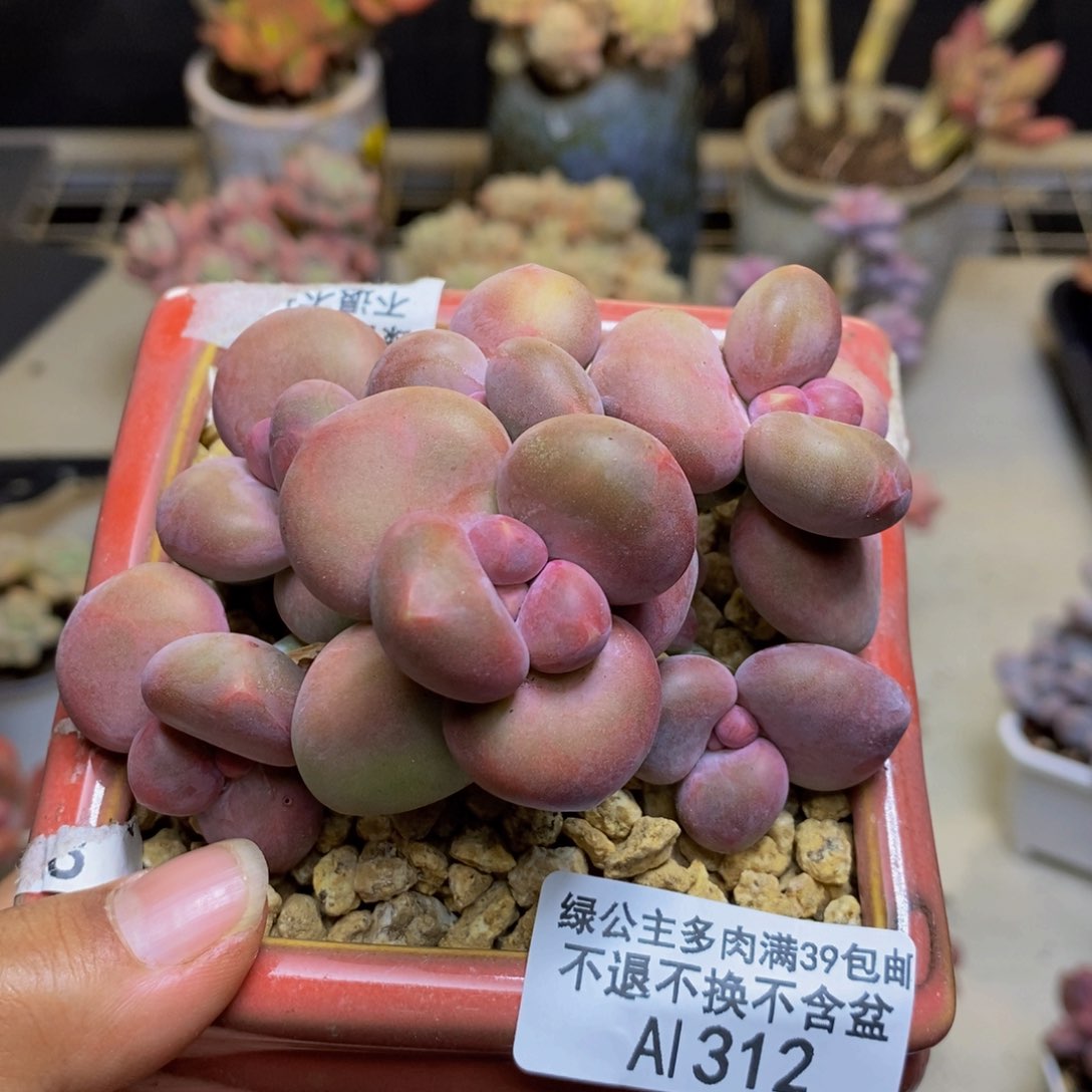 312芒果奶kk奶多肉7c m