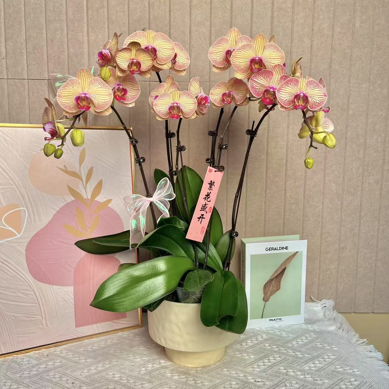 蝴蝶兰《金丝缘》年度爆款花 美观 花色独特