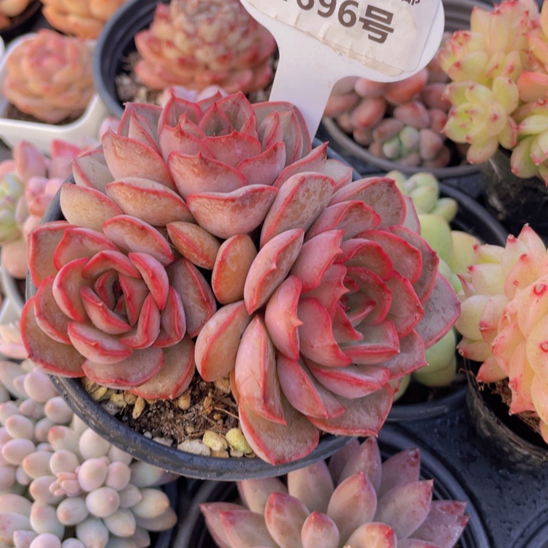 1696号粉红女郎多头