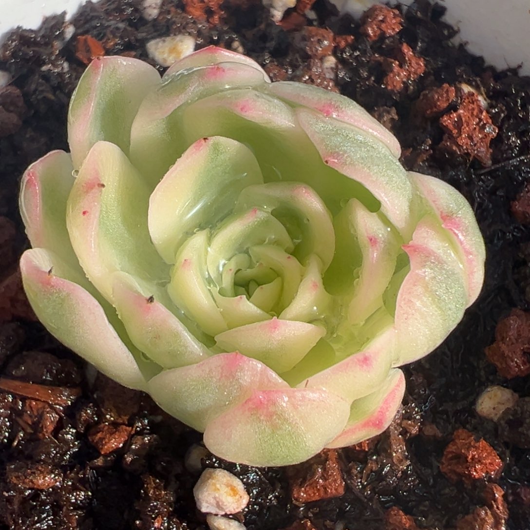 茉莉花锦，覆轮锦侧头已生须根