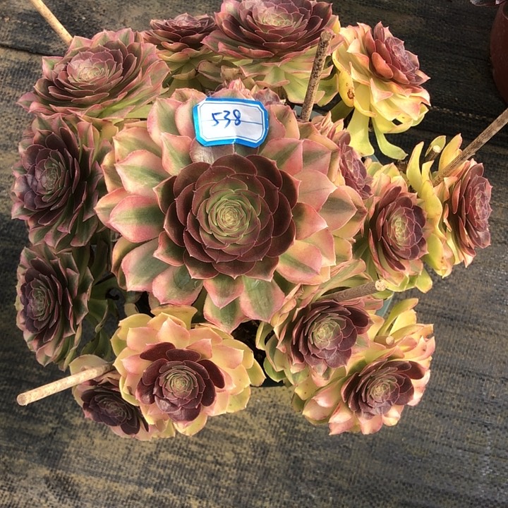 538雨荷多肉法师
