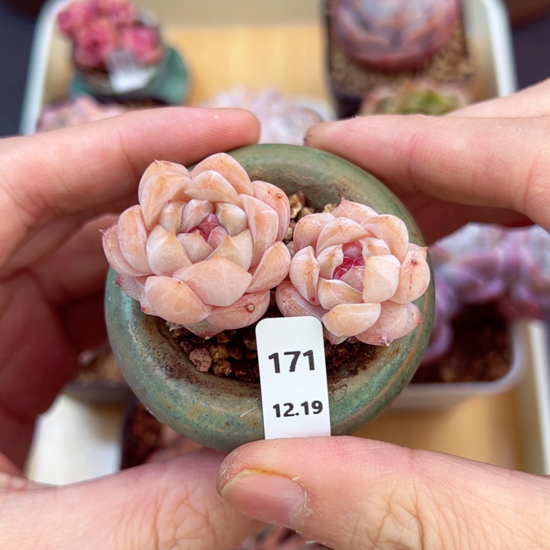 好好看171、哈哈哈哈