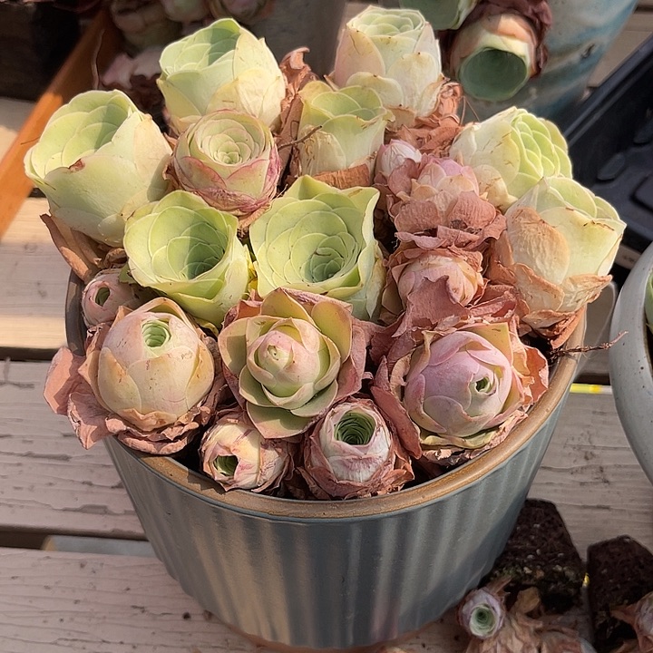 量拍酒杯系列16颗3cm左右脱土发